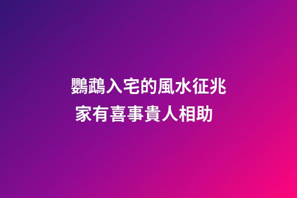 鸚鵡入宅的風水征兆 家有喜事貴人相助